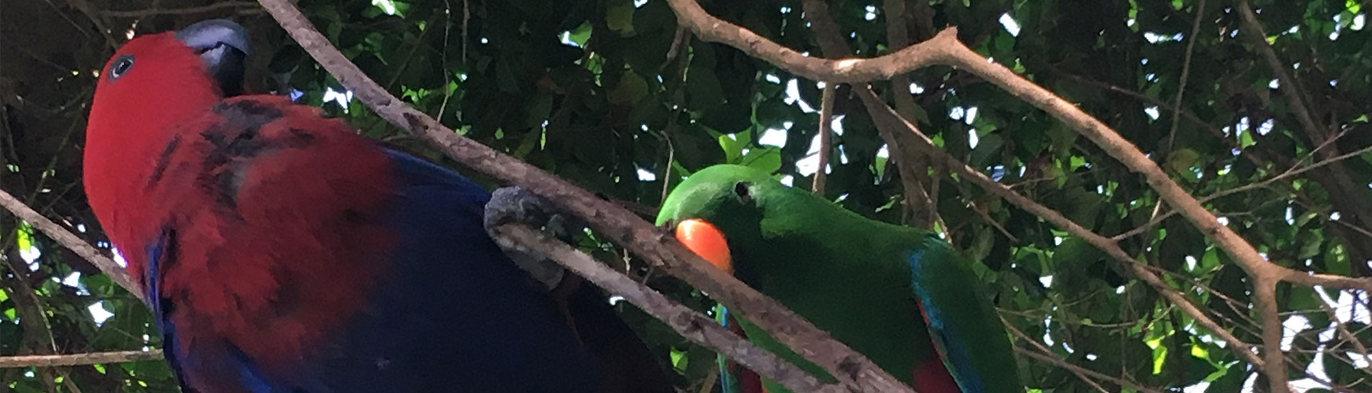 Breakfast with birds Port Douglas