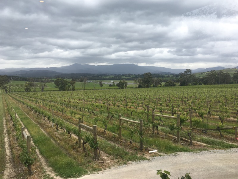 YARRA YERING VINEYARDS Victoria